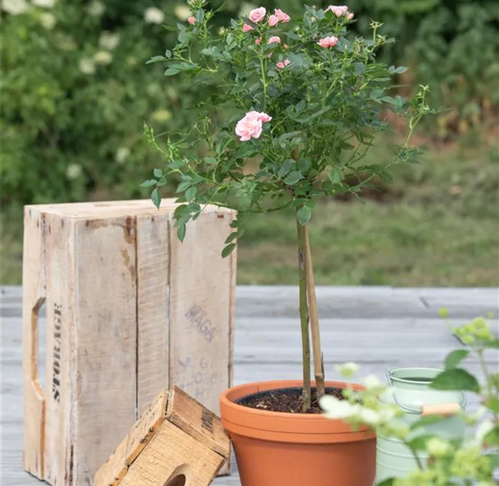 Zwergrose 'Red Rosamini'®