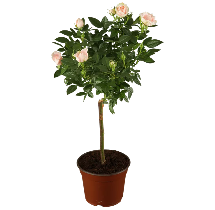 Zwergrose 'Red Rosamini'®