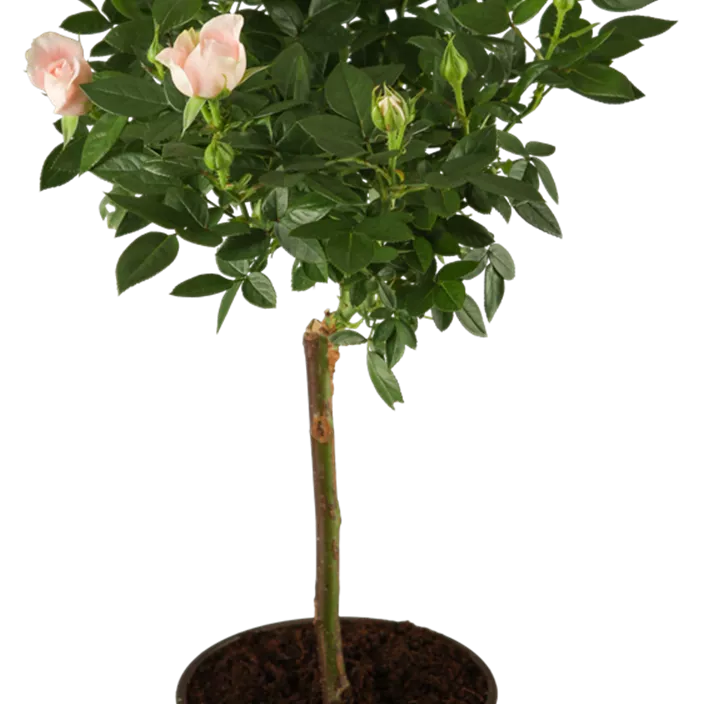 Zwergrose 'Red Rosamini'®