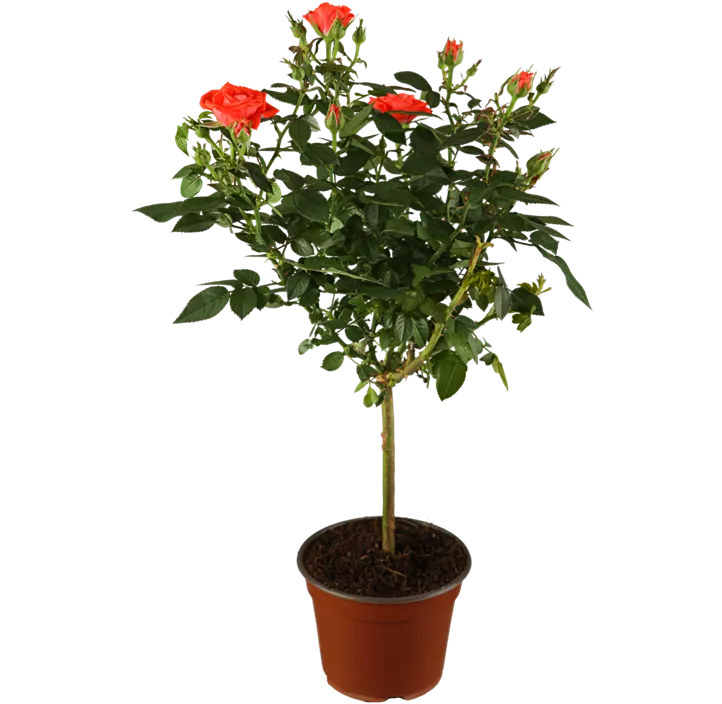 Zwergrose 'Red Rosamini'®