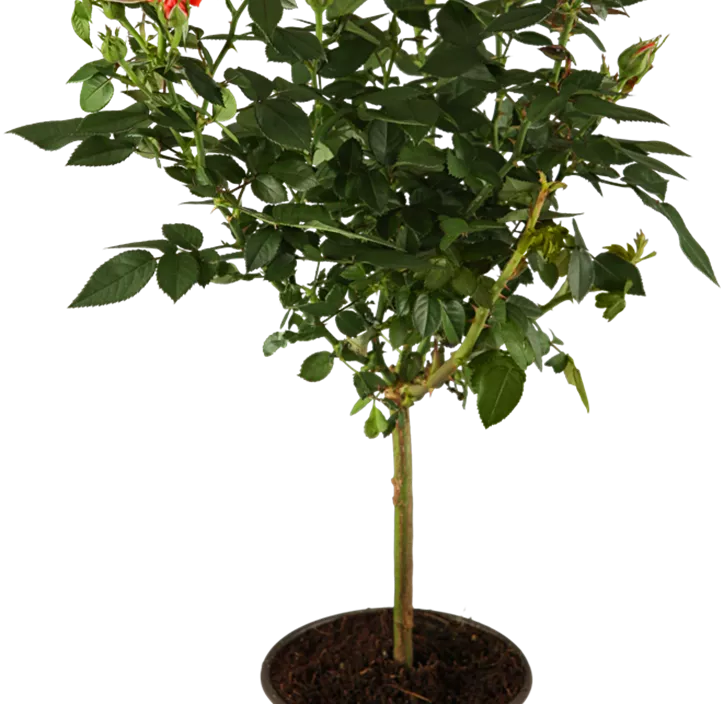 Zwergrose 'Red Rosamini'®