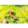 bellaflora Gartencenter GmbH