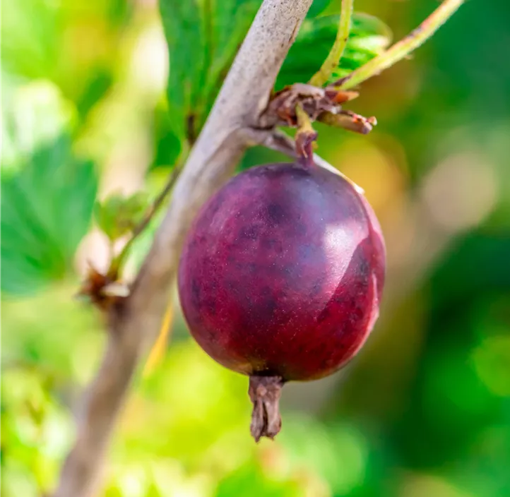 Stachelbeere 'Hinnonmäki Red