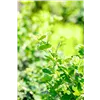 bellaflora Gartencenter GmbH