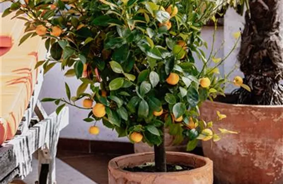 Hitzeprofis auf Balkon und Terrasse Hitzeprofis auf Balkon und Terrasse