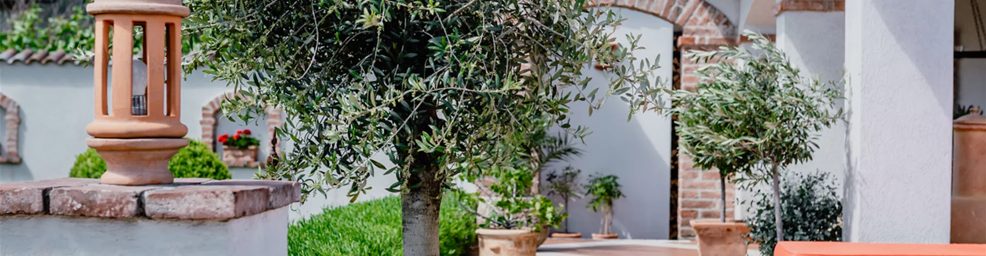 Hitzeprofis auf Balkon und Terrasse - Bellaflora