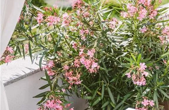Hitzeprofis auf Balkon und Terrasse Hitzeprofis auf Balkon und Terrasse