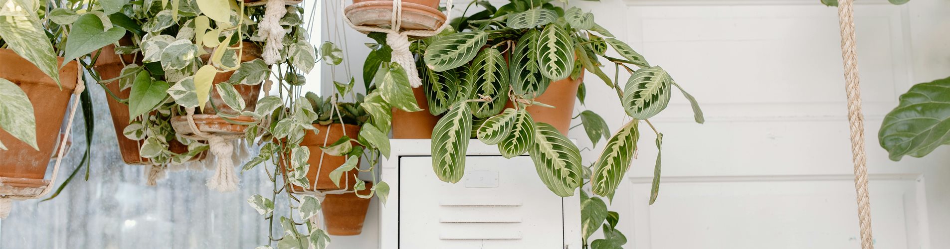 hängepflanzen fliegendes wohnzimmer