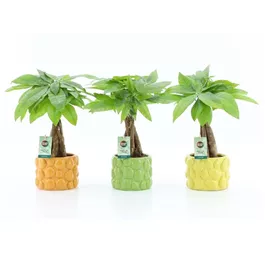 Pachira aquatica geflochen in Keramik Dolce Frutta