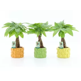 Pachira aquatica geflochen in Keramik Dolce Frutta