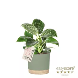 Philodendron White Measure im Woodbase Topf