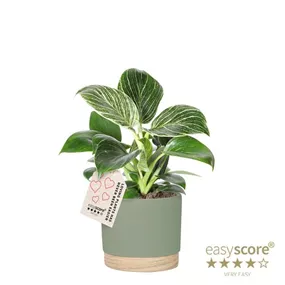 Philodendron White Measure im Woodbase Topf
