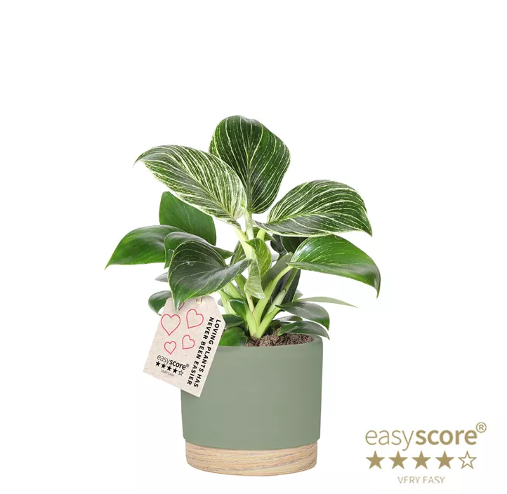 Philodendron 'White Measure'