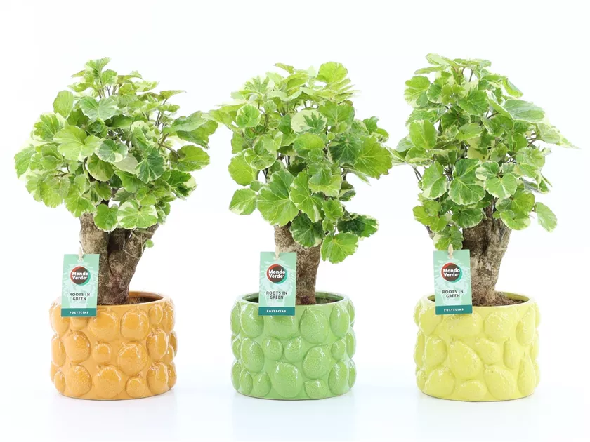 Polyscias balfouriana in Keramik Dolce Frutta, Fiederaralie - Bellaflora
