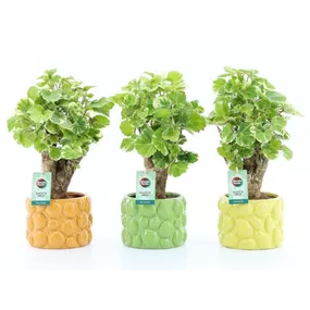 Polyscias balfouriana in Keramik Dolce Frutta
