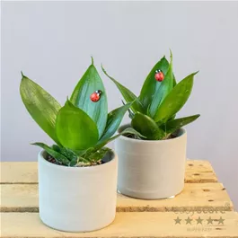 Sansevieria mit Marienkäfer Deko