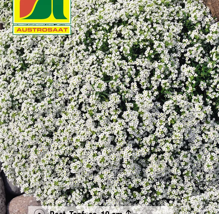 Sämereien Sämereien