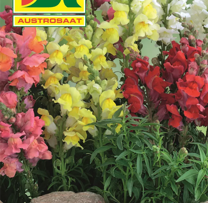 Antirrhinum Zwerg Mischung  Antirrhinum Zwerg Mischung