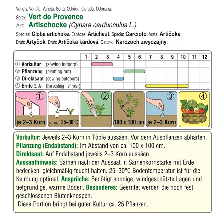 Artischocke Vert de Provence  Artischocke Vert de Provence