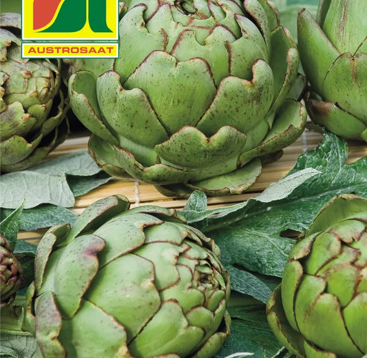 Artischocke Vert de Provence  Artischocke Vert de Provence