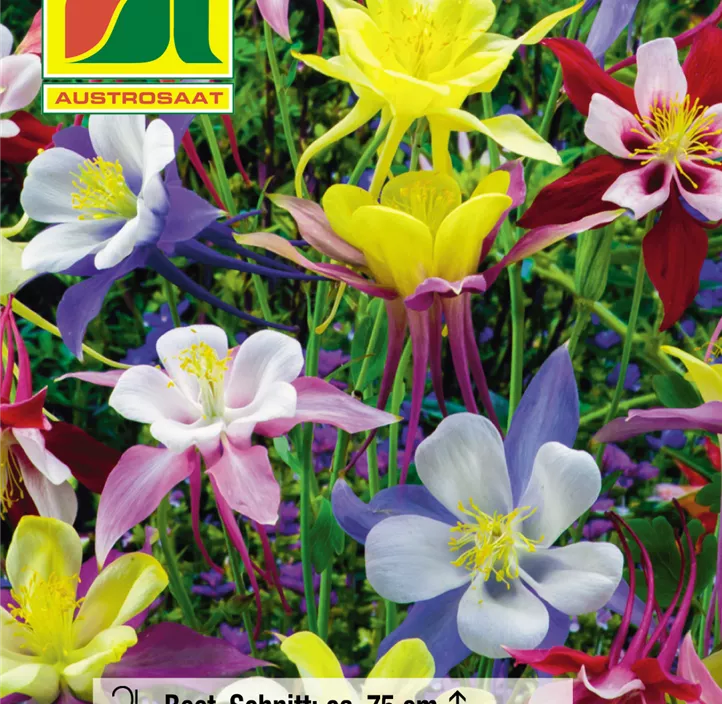 Aquilegia Prachtmischung Aquilegia Prachtmischung