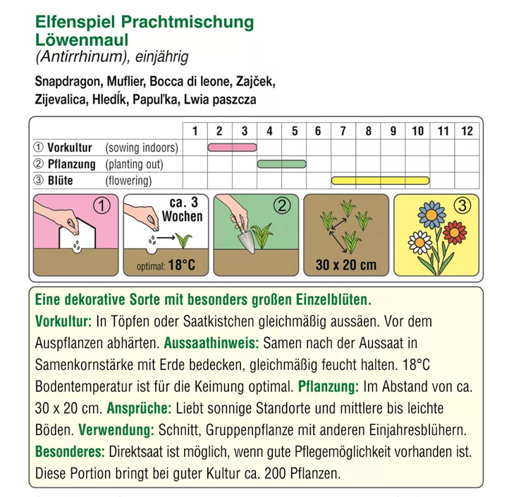 Antirrhinum Elfenspiel Antirrhinum Elfenspiel
