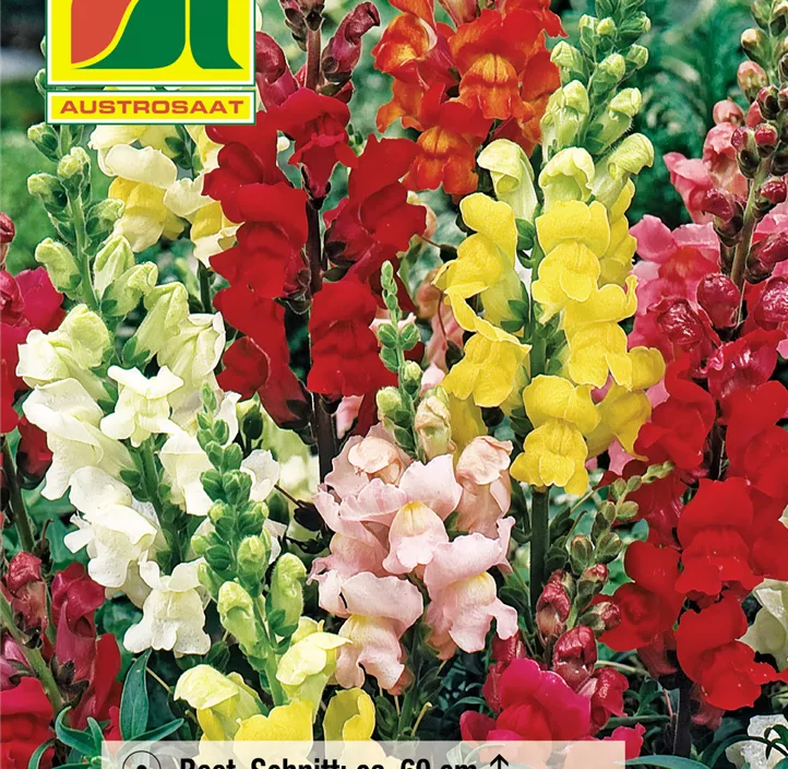 Antirrhinum Elfenspiel Antirrhinum Elfenspiel