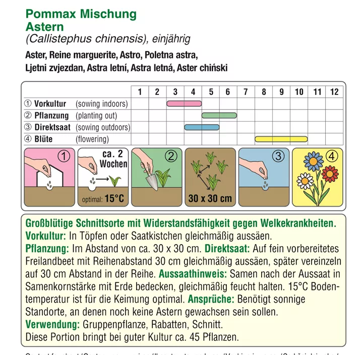 Astern Pommax Mischung  Astern Pommax Mischung