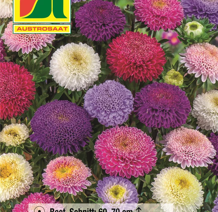 Astern Pommax Mischung  Astern Pommax Mischung