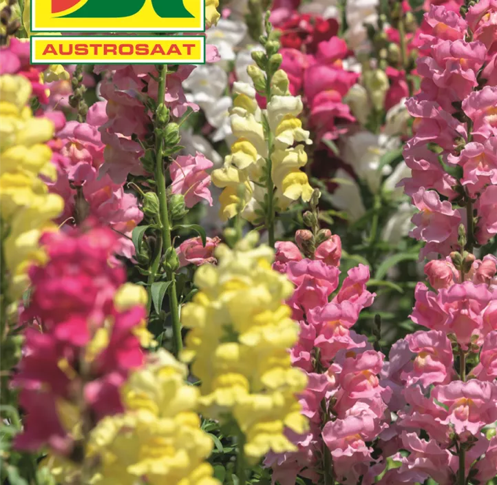 Antirrhinum Löwenmaul Hohe Mischung  Antirrhinum Löwenmaul Hohe Mischung