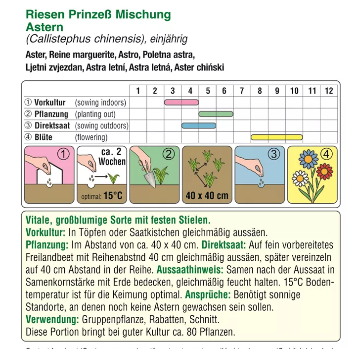 Astern Riesen Prinzeß Mischung  Astern Riesen Prinzeß Mischung