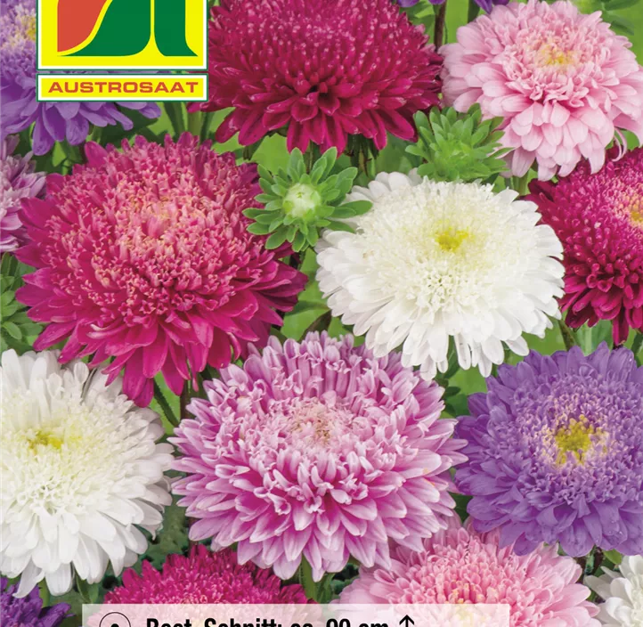 Astern Riesen Prinzeß Mischung  Astern Riesen Prinzeß Mischung