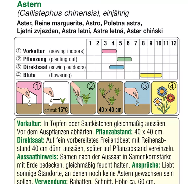 Astern Straußenfeder Mischung  Astern Straußenfeder Mischung