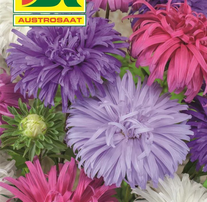 Astern Straußenfeder Mischung  Astern Straußenfeder Mischung