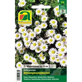 Bellis perennis