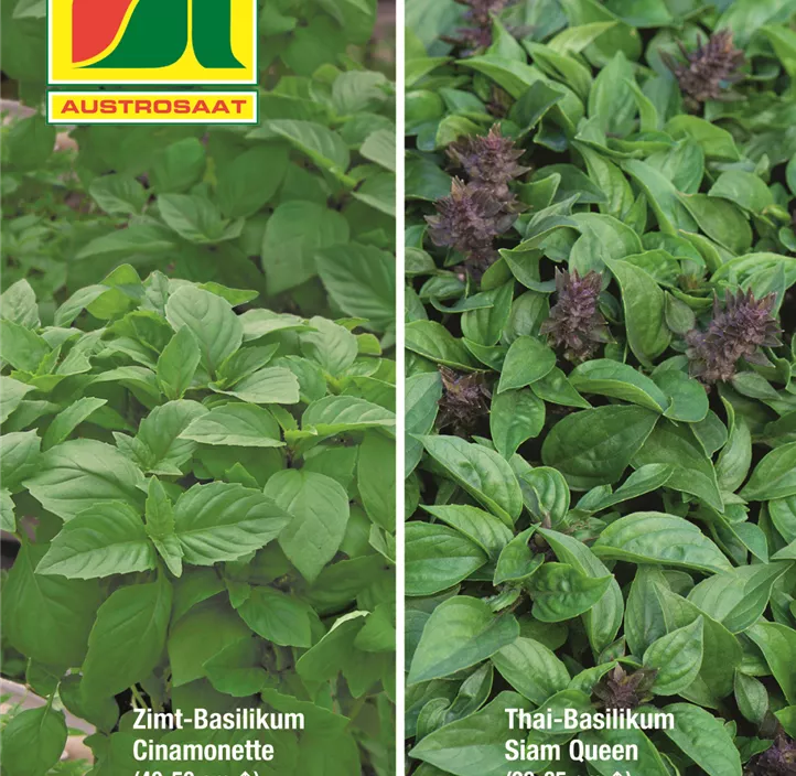 Basilikum Cinamonette & Siam Queen
