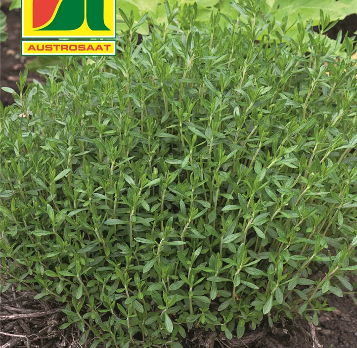 Bergbohnenkraut Bergbohnenkraut