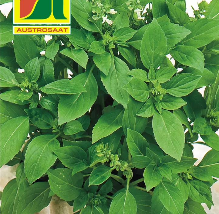 Basilikum Lemon Basilikum Lemon