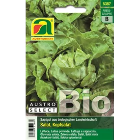 BIO Kopfsalat Kagraner Sommer 2