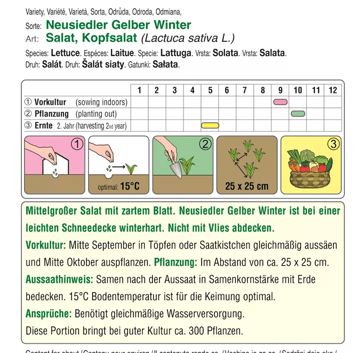 BIO Kopfsalat Neusiedler Gelber Winter