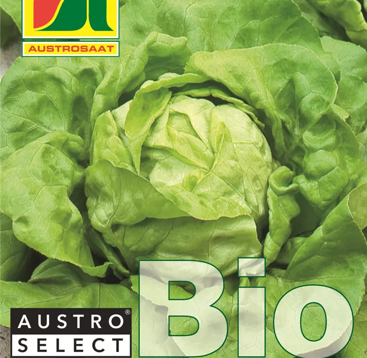 BIO Kopfsalat Neusiedler Gelber Winter