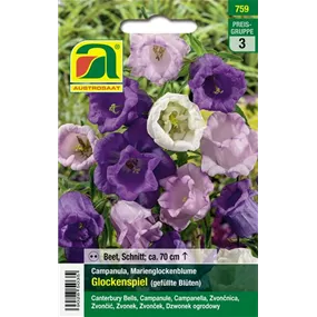 Campanula Glockenspiel gefüllt Campanula Glockenspiel gefüllt