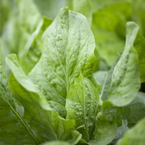 Cichorium intybus Cichorium intybus