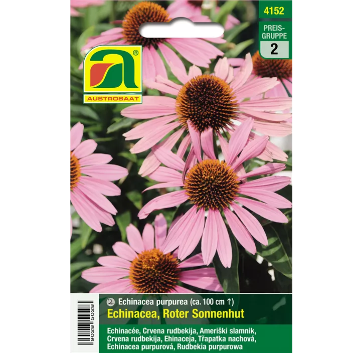 Echinacea purpurea Roter Sonnenhut