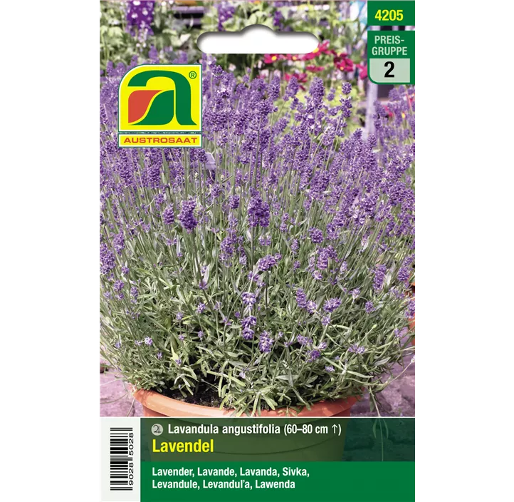 Echter Lavendel