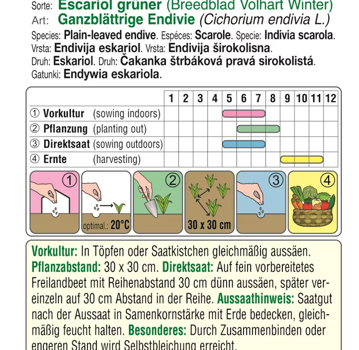 Endivie grüner Breedblad Volhart Winter