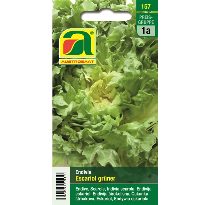 Endivie grüner Breedblad Volhart Winter