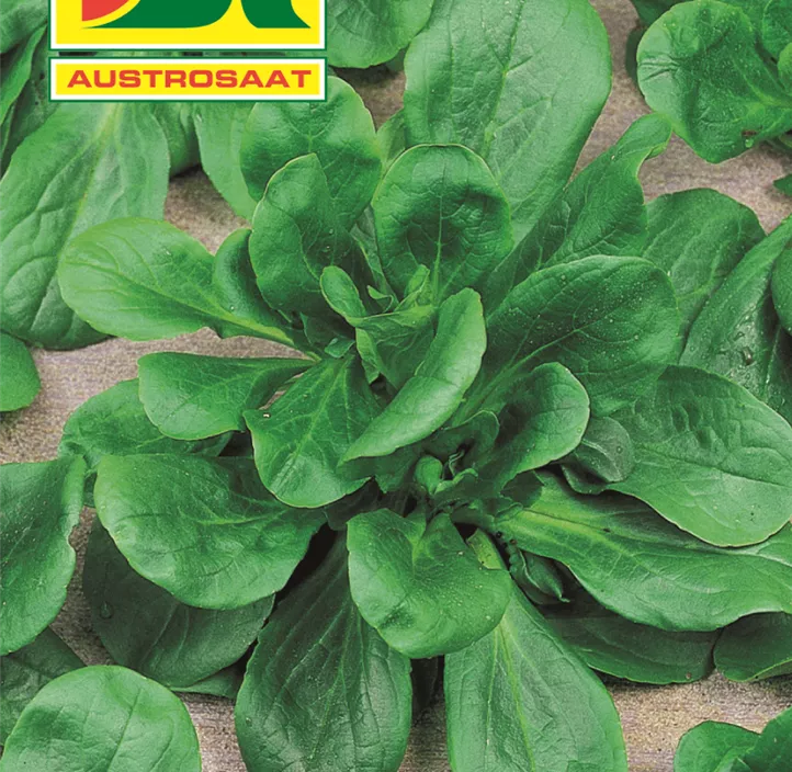 Feldsalat Dunkelgrün Vollherzig 2 Feldsalat Dunkelgrün Vollherzig 2