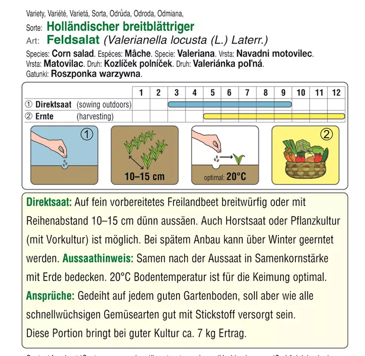 Feldsalat Holländer breitblättriger Feldsalat Holländer breitblättriger