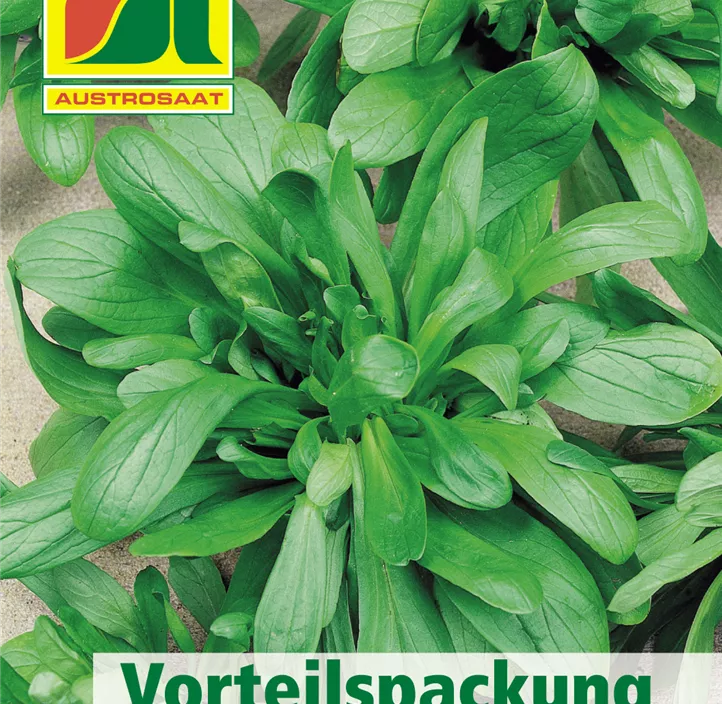 Feldsalat Holländer breitblättriger Feldsalat Holländer breitblättriger